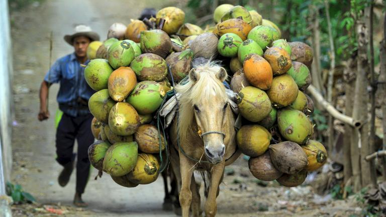 Pferd transportiert frisch geerntete Kokosnüsse, Archivbild