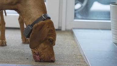 Hund im Büro