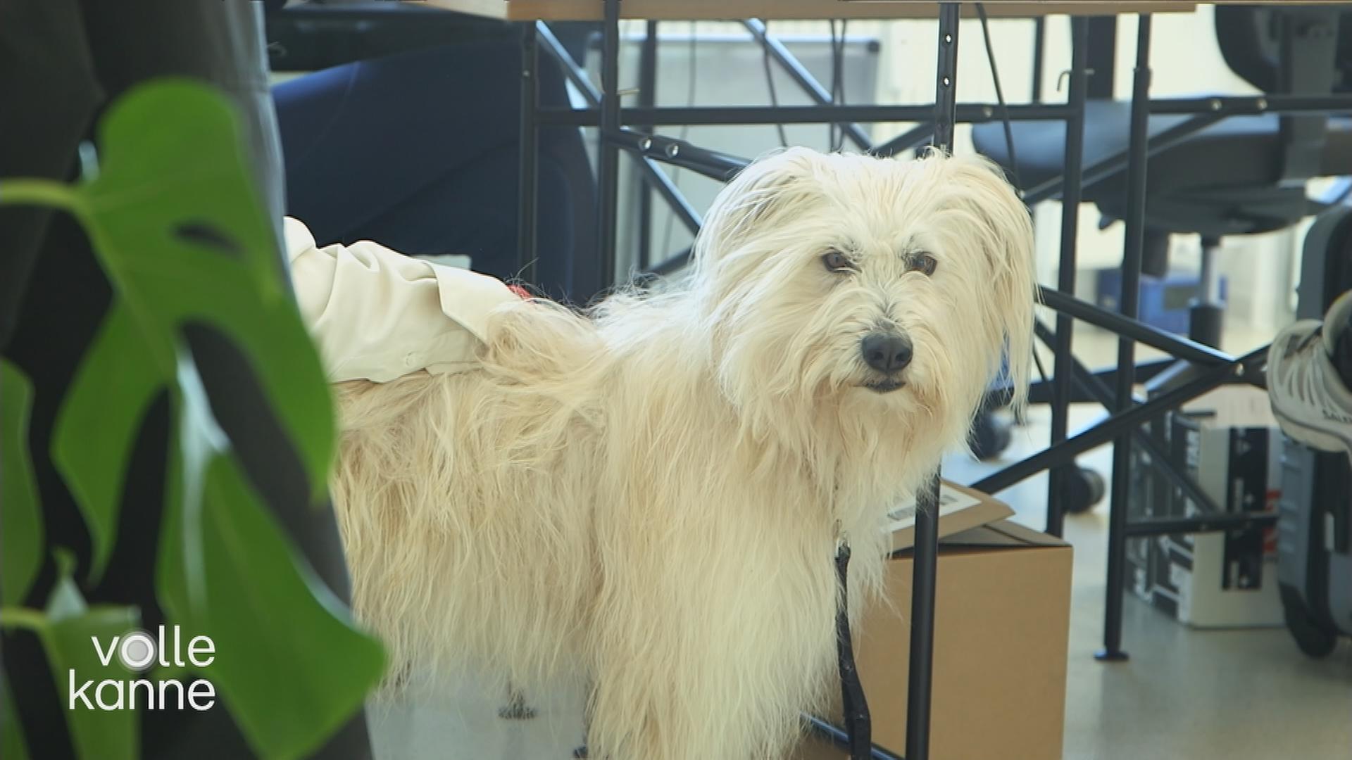 Hunde im Büro: Ein weißer Hund im schaut in die Kamera