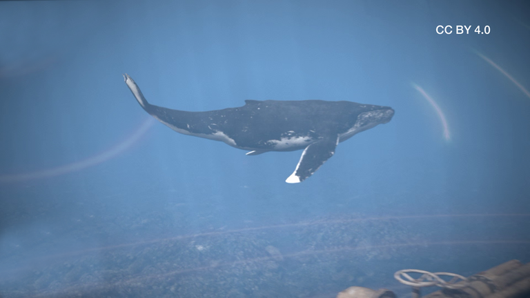 Kommunikation Wale CC