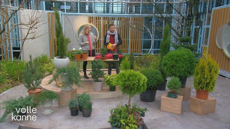 Koniferen - Arten, Pflege und Schnitt