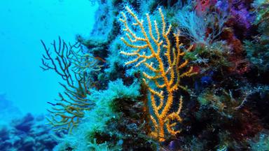 Korallen im Schutzgebiet des Porquerolles-Nationalparks.