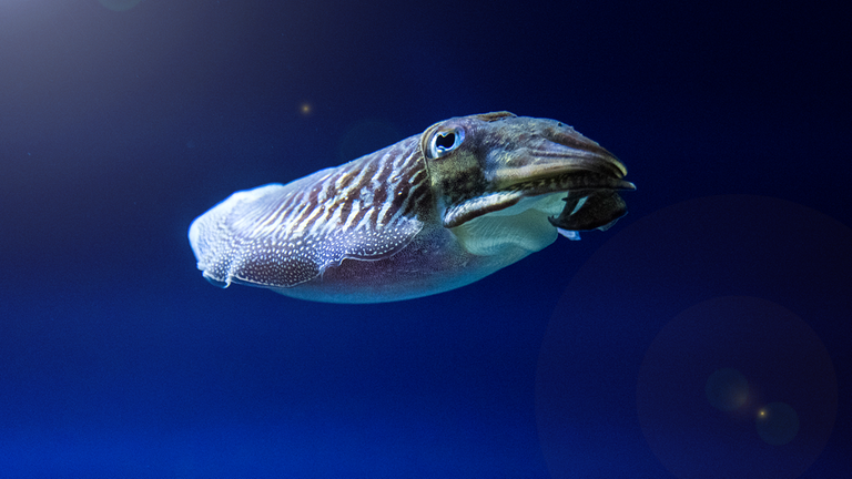 Ein Tiefseefisch vor tiefblauem Hintergrund, der von einer Lampe angestrahlt wird.