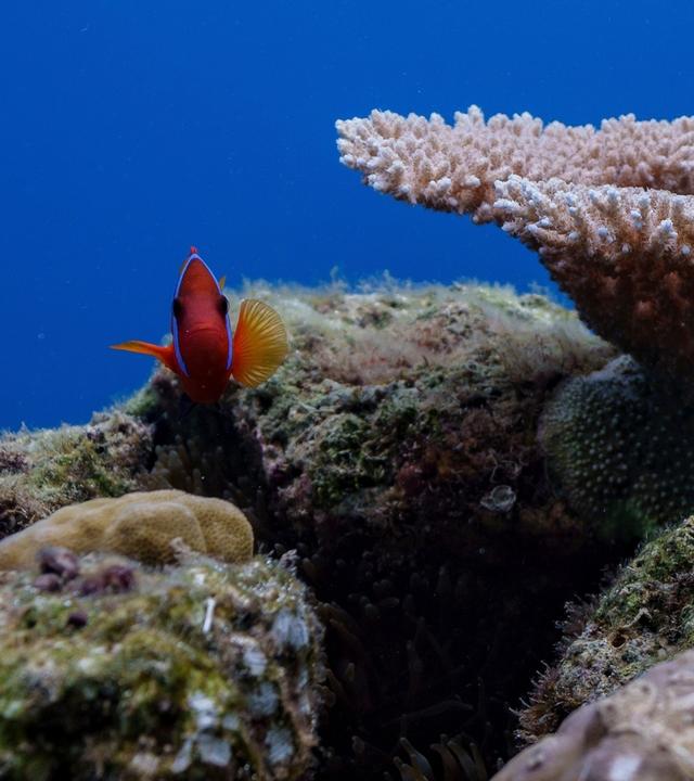 Ein Clownfisch schwimmt neben Korallen in Havannah Harbour, vor der Küste der Insel Efate. (Archiv)