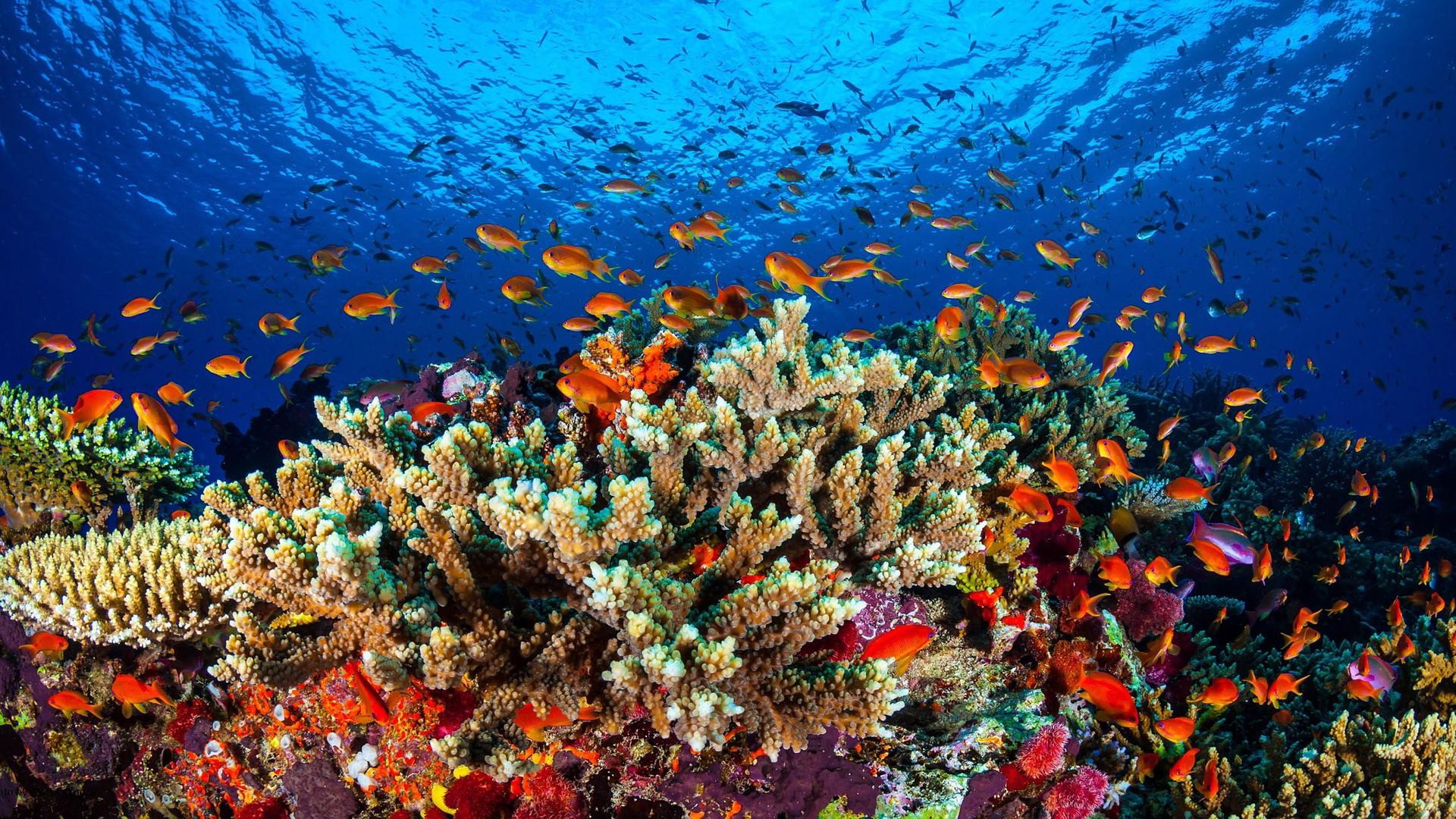 Unterwasserwelt mit Korallen und Fischen am Great Barrier Reef in Australien
