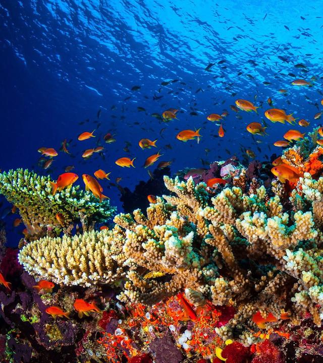 Unterwasserwelt mit Korallen und Fischen am Great Barrier Reef in Australien