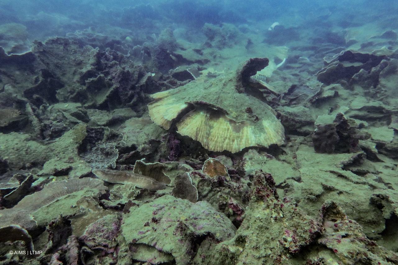 Umgestürzte Korallen auf mehreren Riffen am Great Barrier Reef zeugen von den Folgen heftiger Stürme, die Anfang 2025 mit einer aktiven Monsunlage über das Gebiet hinwegzogen. 