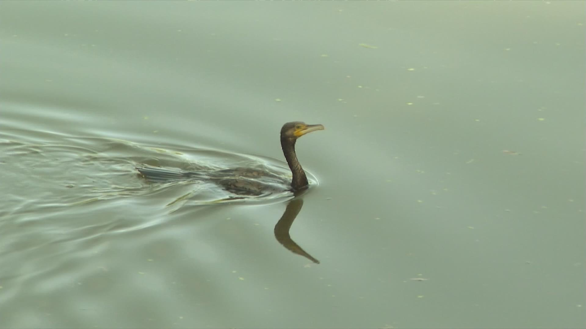 Kormoran