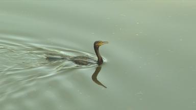 Kormoran