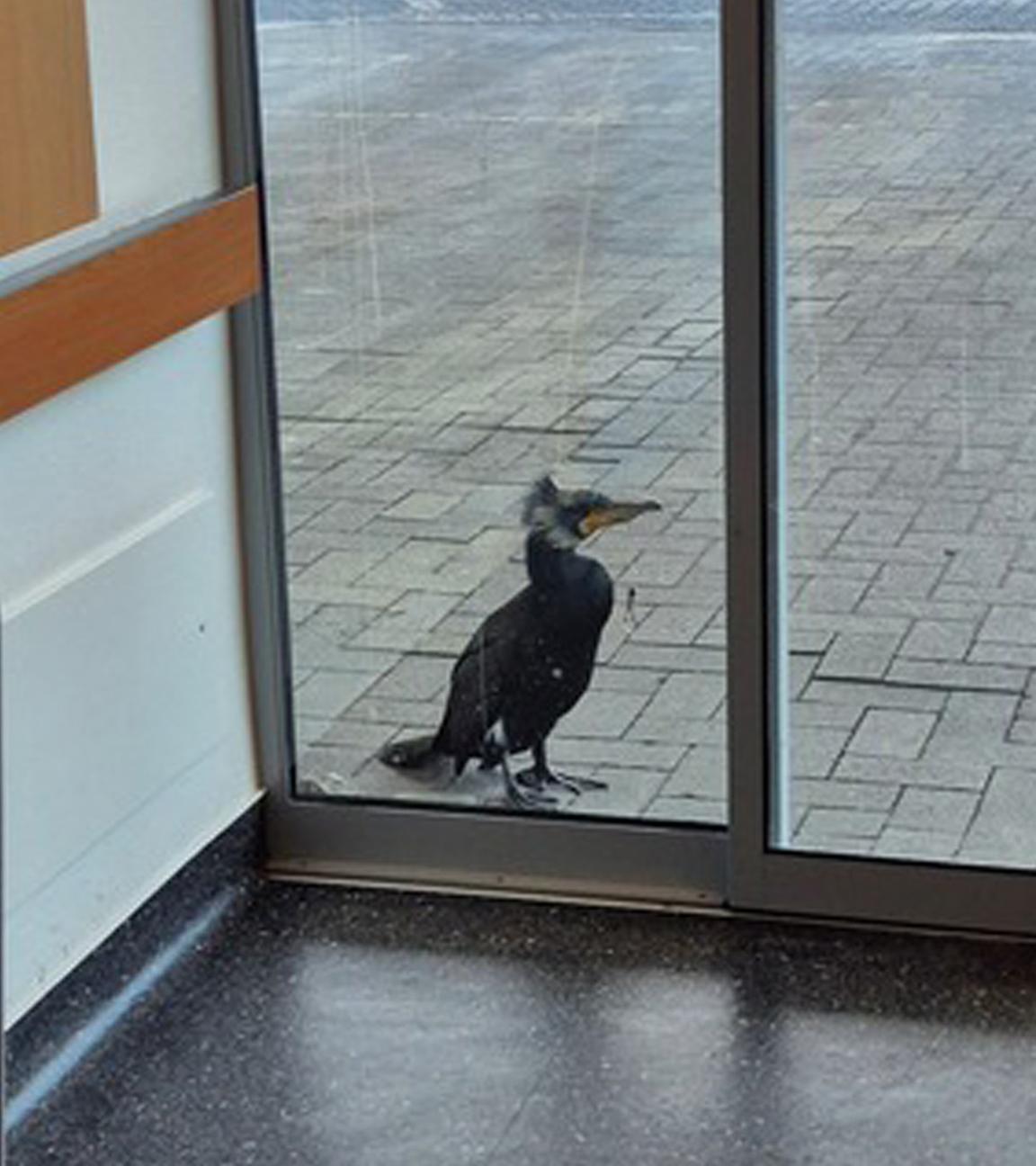 Ein Kormoran steht an der Notaufnahme einer Klinik in Bremen am 15.02.2026.