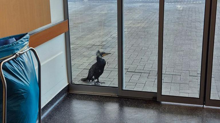 Ein Kormoran steht an der Notaufnahme einer Klinik in Bremen am 15.02.2026.