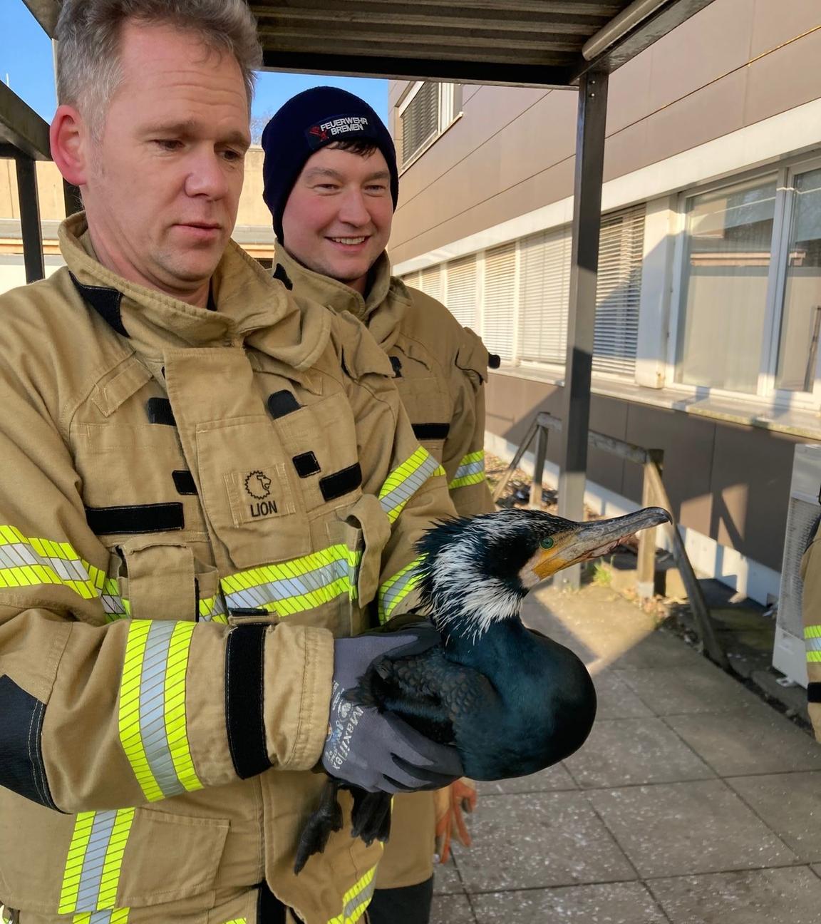 Kormoran Bremen Notaufnahme