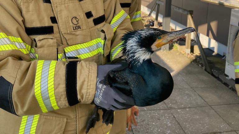 Kormoran Bremen Notaufnahme