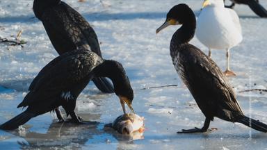 Kormorane vs. Angler