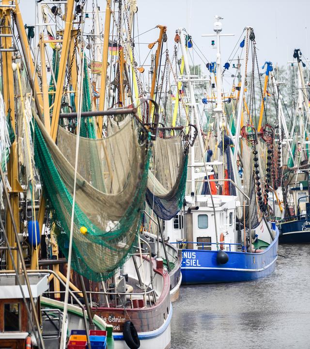mehrere Krabbenkutter liegen hintereinander im Hafen