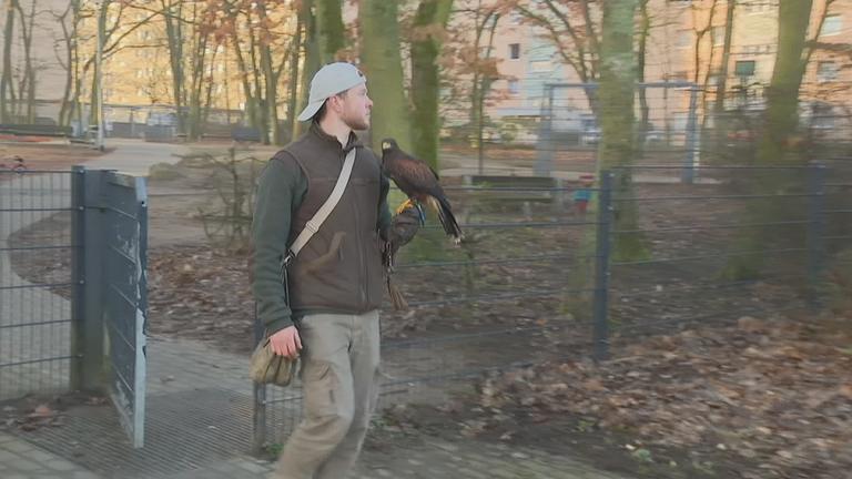 Falkner mit Bussard auf dem Arm