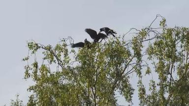 Krähen sitzen auf einem Baum.
