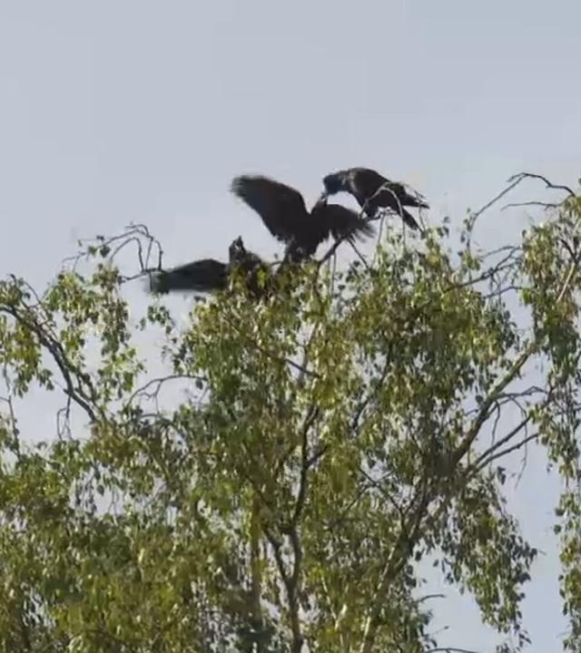 Krähen sitzen auf einem Baum.