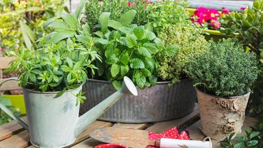 Frische Kräuter aus dem Garten oder vom Balkon