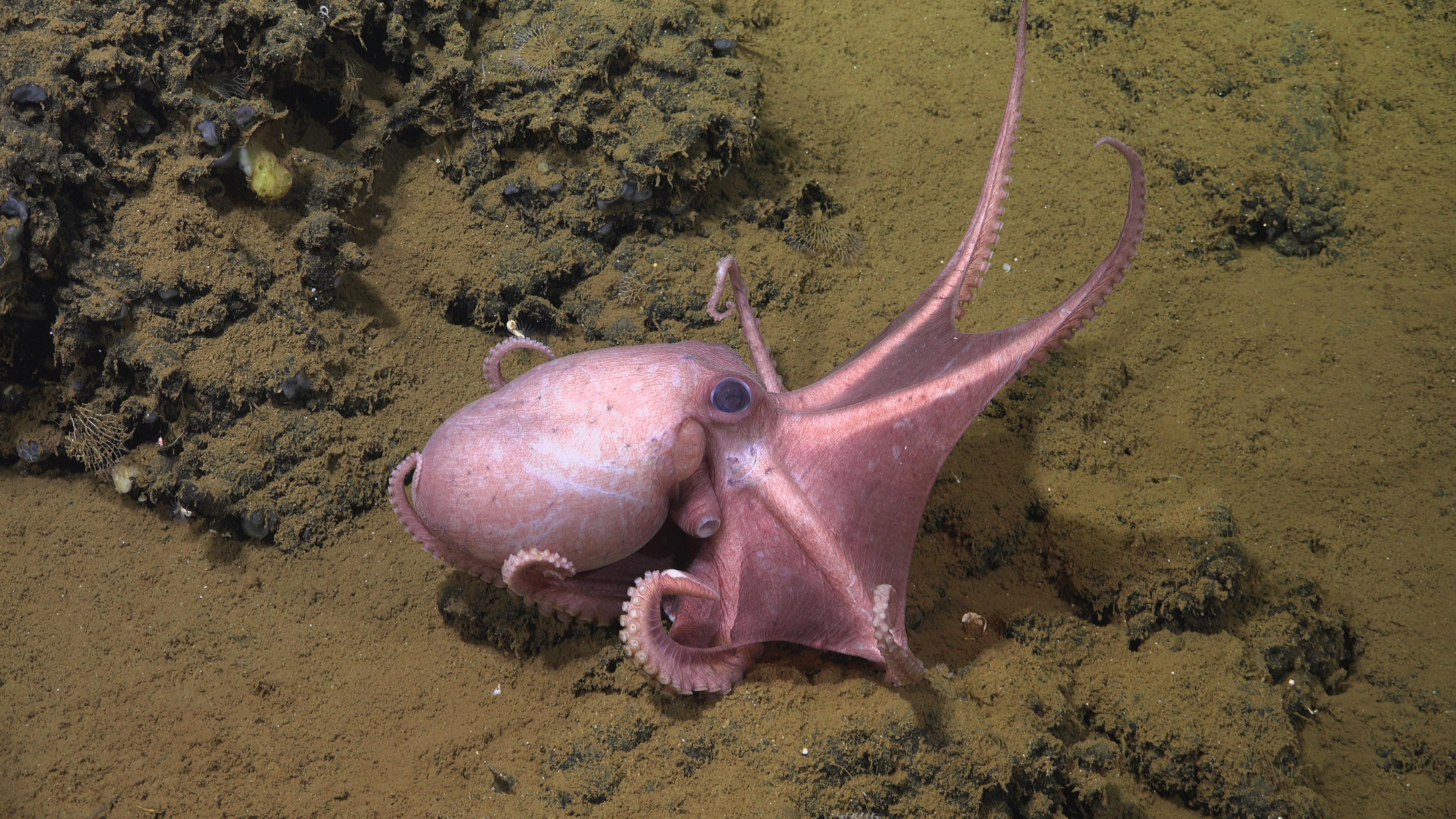 Krake Muusoctopus 