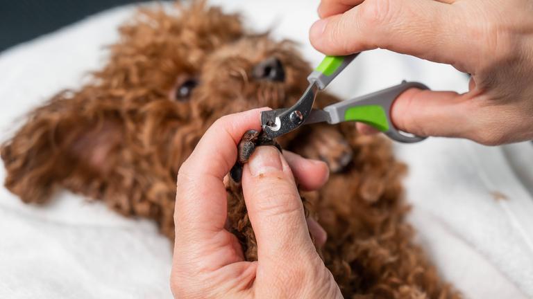 Einem braunen Zwergpudel werden die Krallen mit einer speziellen Schere gestutzt.