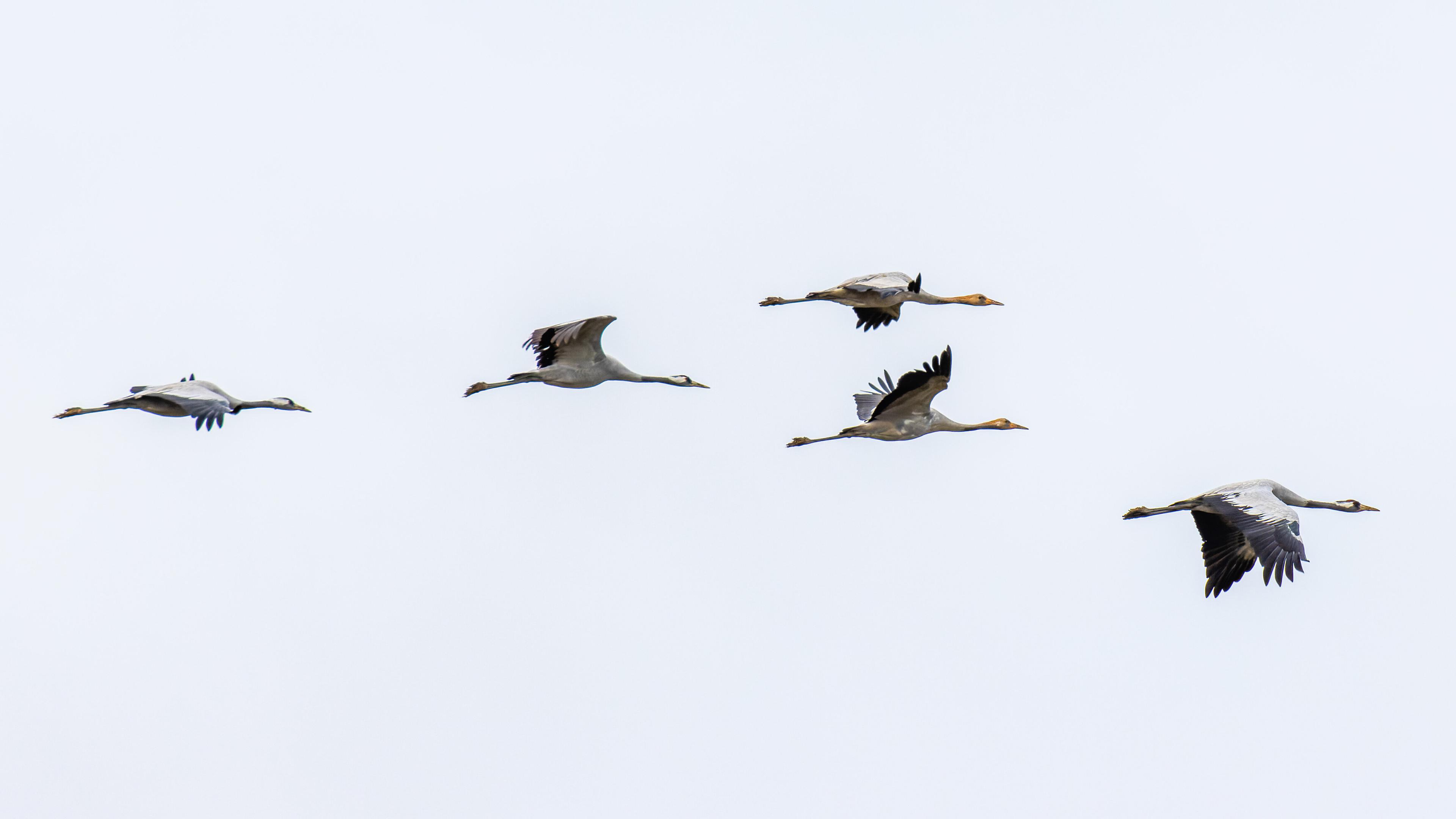  Kraniche (Grus grus) fliegen am Himmel über der Oder bei Reitwein.