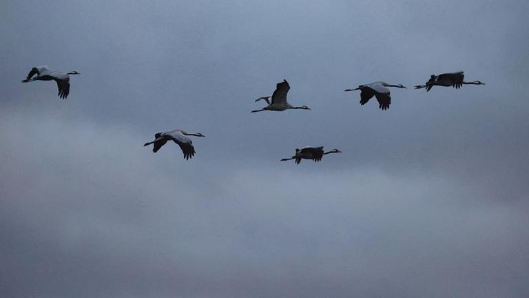 Kraniche an der Ostsee