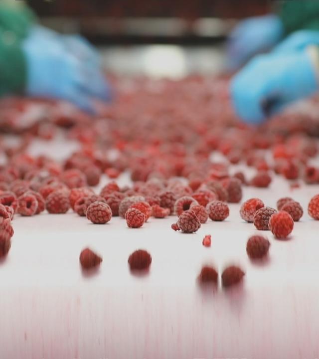 Fließband, wo Tiefkühlbeeren drüberlaufen