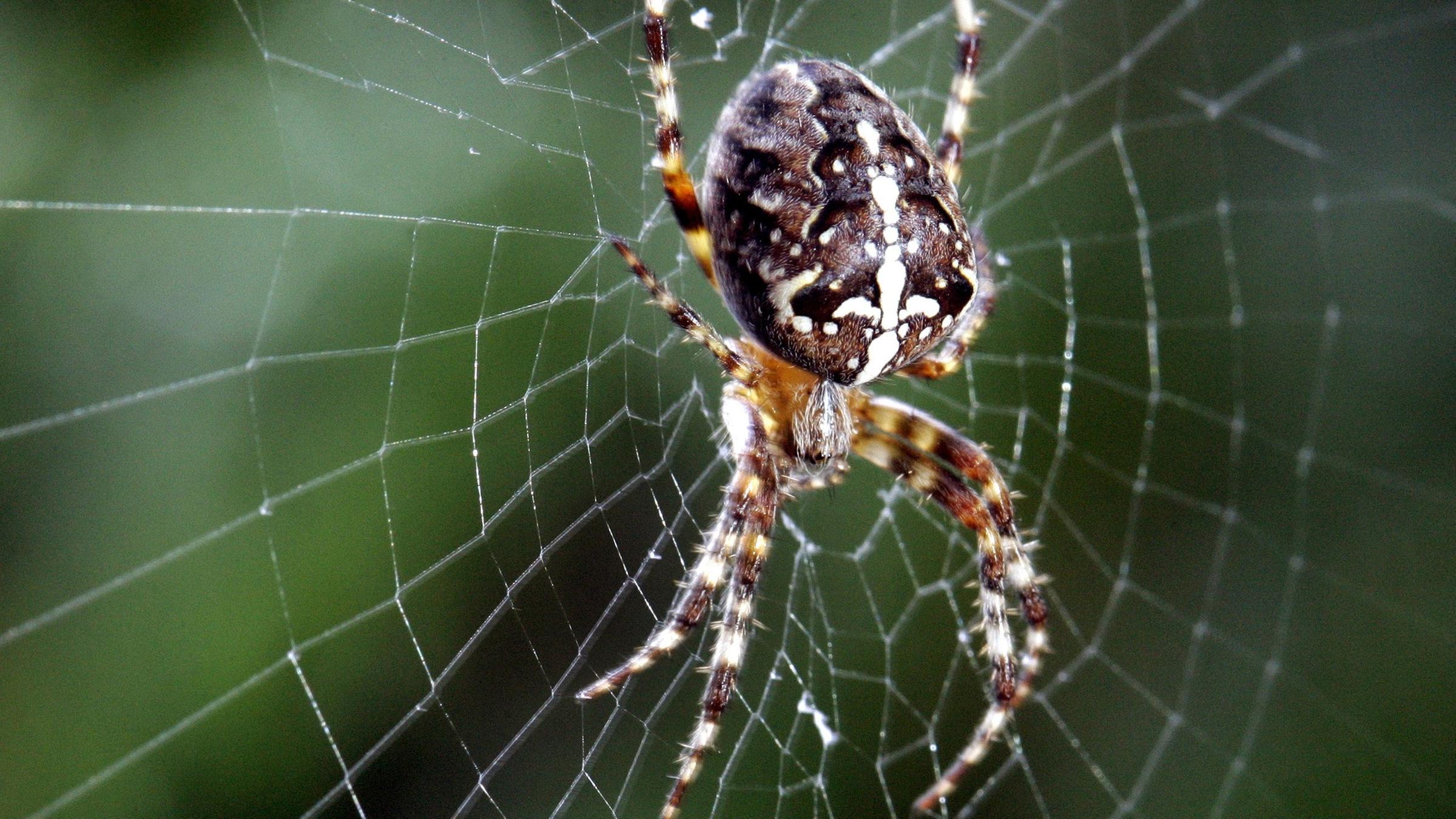 Kreuzspinne 