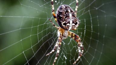 Kreuzspinne 