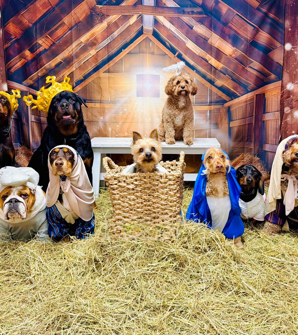 SONDERKONDITIONEN: Satzpreis! A doggy daycare organised a nativity scene shoot, starring their regular pups in the classic tale's key roles.Workers at Pooches Playhouse in Failsworth, Greater Manchester, gathered the dogs that regularly attend the daycare to create a nativity scene with a canine cast.Video captured by the daycare's staff to entertain the dogs' owners showed off each and every pup posing perfectly in costume surrounded by straw with a barn roof backdrop.It took a good few hour to get all the dogs in costume and calm enough to sit and stay for the video, incentivised by many treats.
