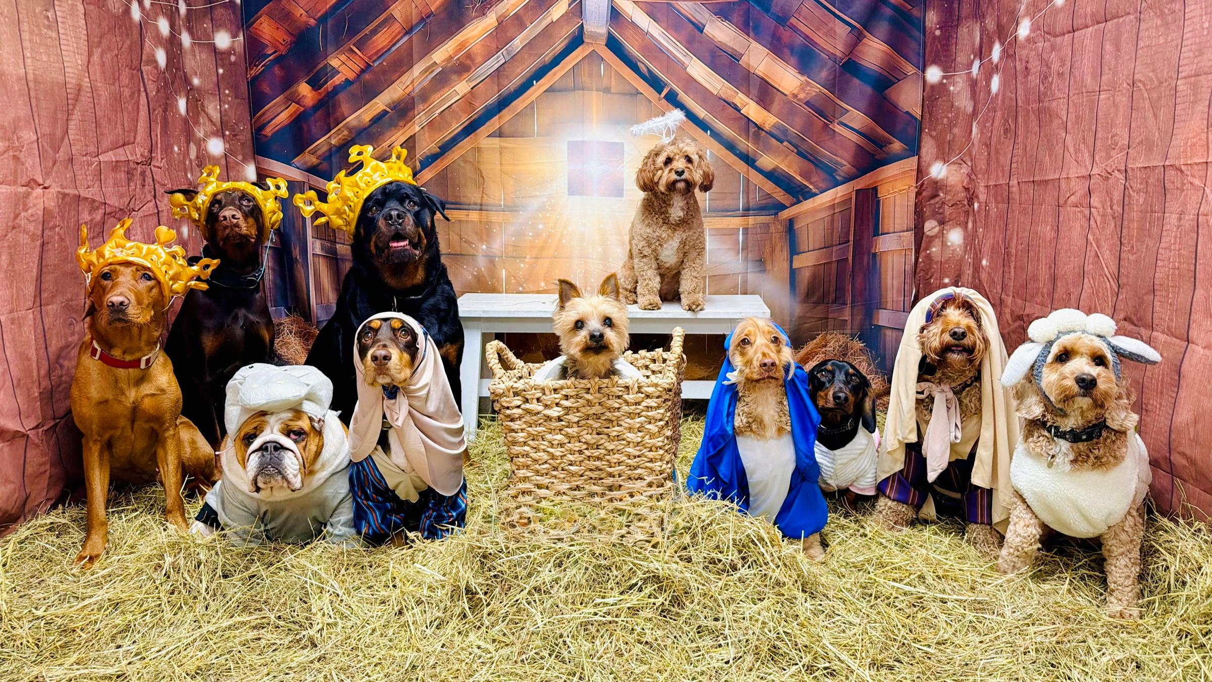 SONDERKONDITIONEN: Satzpreis! A doggy daycare organised a nativity scene shoot, starring their regular pups in the classic tale's key roles.Workers at Pooches Playhouse in Failsworth, Greater Manchester, gathered the dogs that regularly attend the daycare to create a nativity scene with a canine cast.Video captured by the daycare's staff to entertain the dogs' owners showed off each and every pup posing perfectly in costume surrounded by straw with a barn roof backdrop.It took a good few hour to get all the dogs in costume and calm enough to sit and stay for the video, incentivised by many treats.