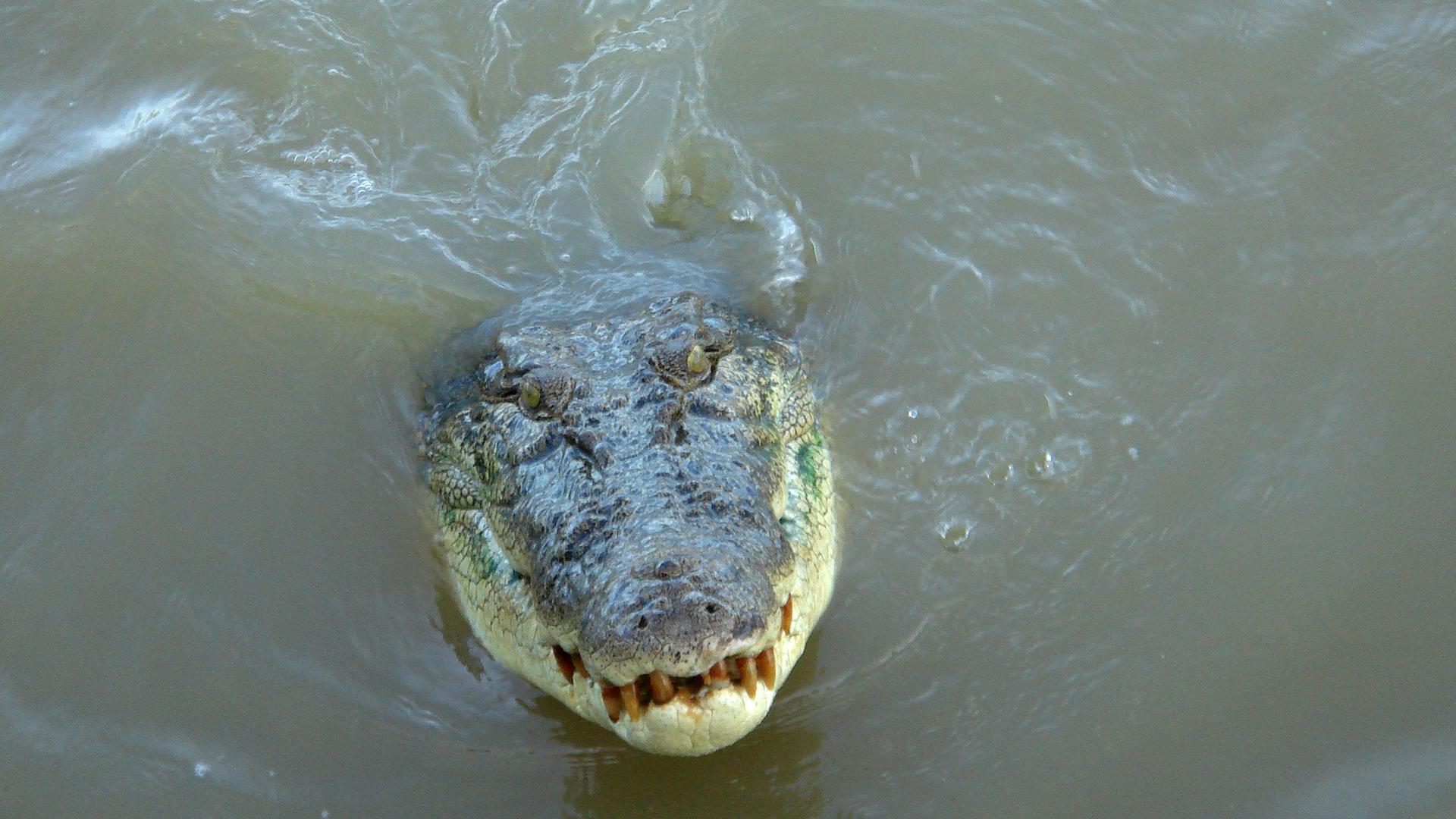 Ein Krokodil schwimmt im Adelaide River im Northern Territory, Australien
