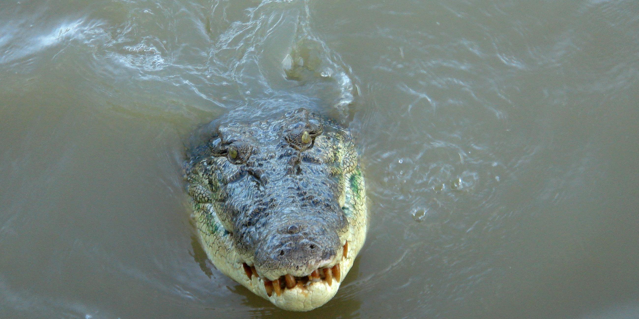  Ein Krokodil schwimmt im Adelaide River im Northern Territory, Australien