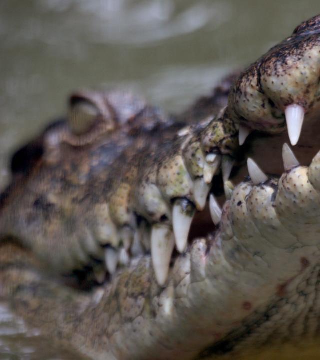 Symbolbild: Leistenkrokodil im Wasser