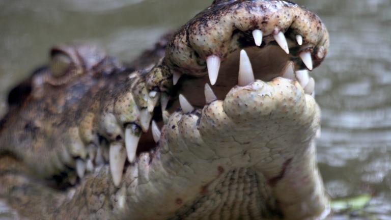 Symbolbild: Leistenkrokodil im Wasser