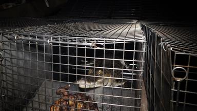 Ein Krokodil sitzt in einem Käfig. Vor ihm liegt ein Stück Fleisch.