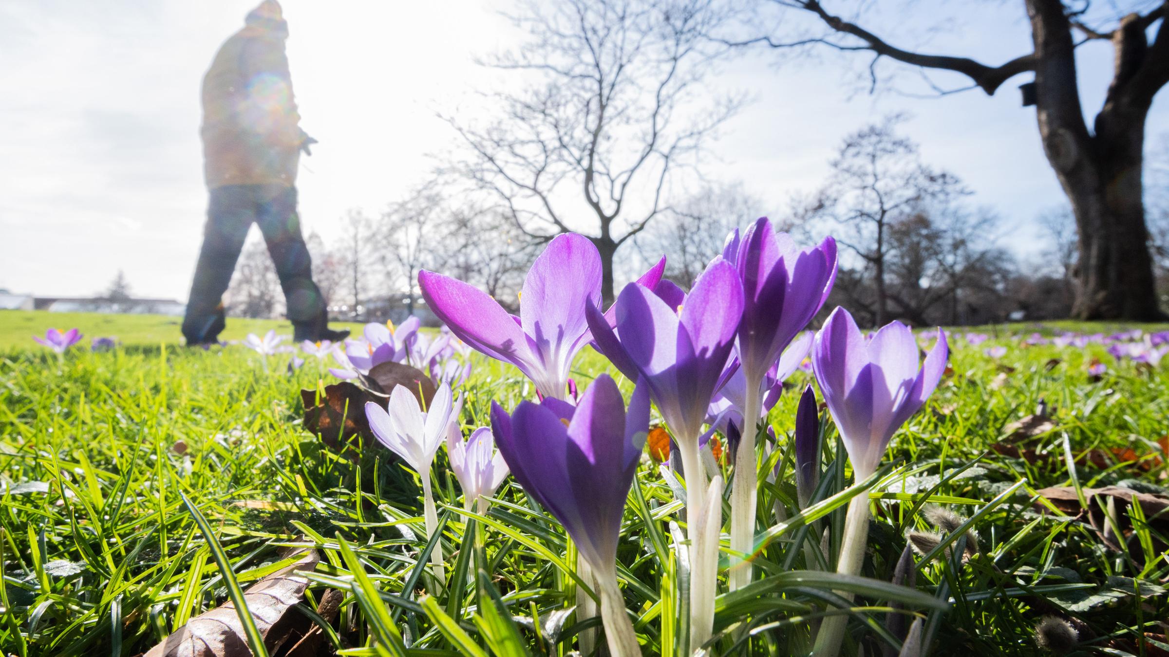 Lilafarbene Krokusblüten stehen im Sonnenlicht.