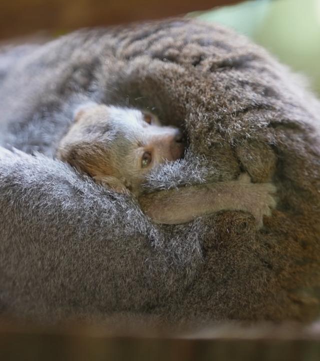 Überraschender Maki-Nachwuchs in Dresden