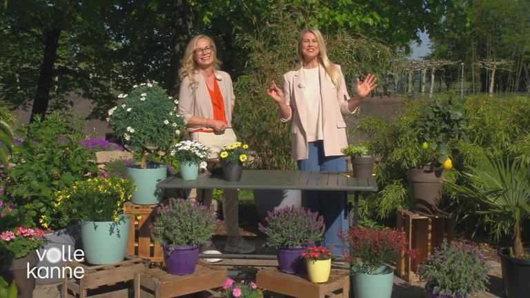 Anja Koenzen und Nadine Krüger stehen hinter einem Tisch voll mit Kübelpflanzen