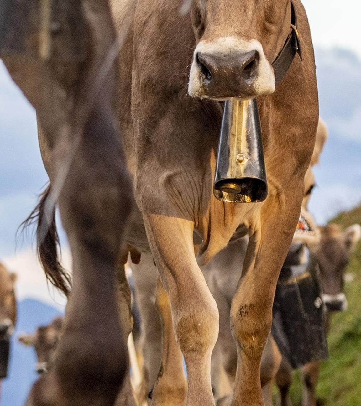 Kühe in der Schweiz