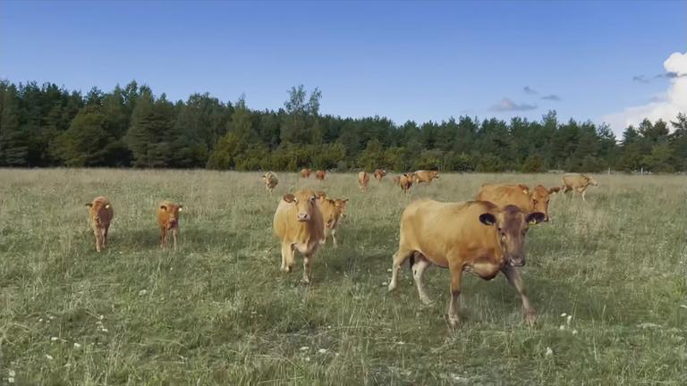 Braune Kühe stehen auf einer Weide auf der estnischen Insel Saarema