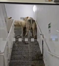Zwei Kühe im Treppenahus einer Notaufnahme