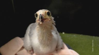 Küken des Sekretärvogels