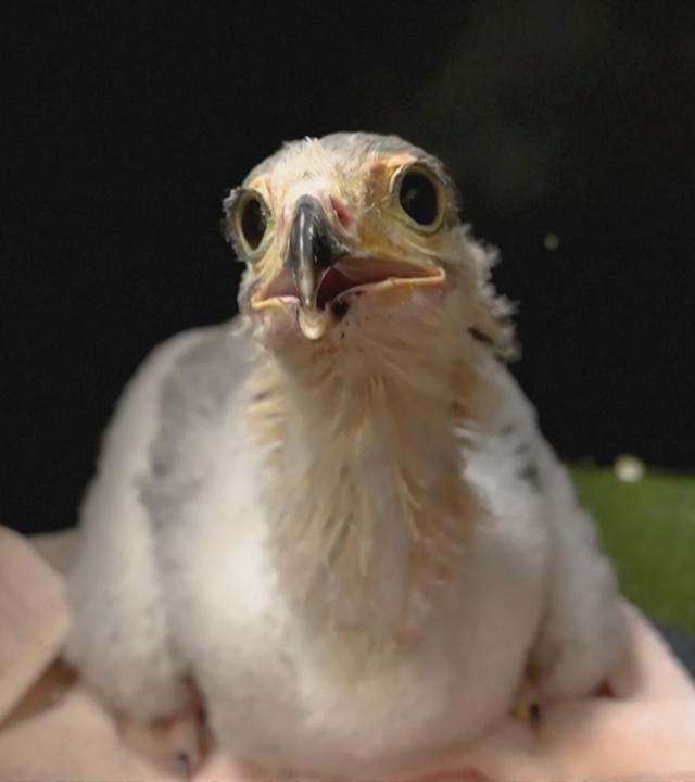 Küken des Sekretärvogels