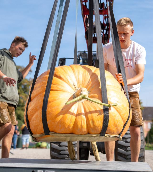 Ein riesiger orange-gelber Kürbis hängt in dunklen Hebegurten an einem Radlader und wird auf einer Holzpalette zur Waage gebracht.