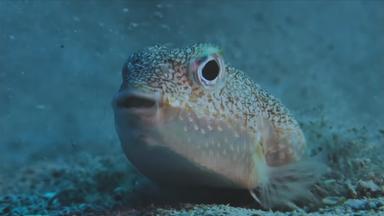 Kugelfisch in Griechenland