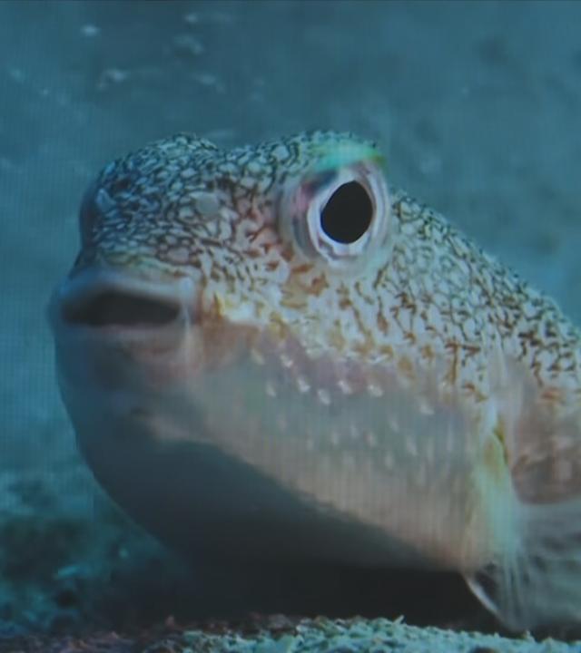 Kugelfisch in Griechenland