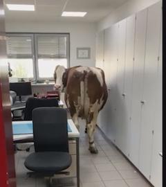 Kuh verirrt sich bei Ausflug in ein Büro 