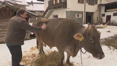 Österreichische Kuh begeistert Wissenschaft